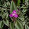 Thumbnail #2 of Tradescantia zebrina by Fizgig777