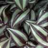 Thumbnail #4 of Tradescantia zebrina by DaylilySLP