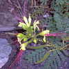 Thumbnail #1 of Caesalpinia gilliesii by MaVieRose