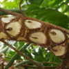 Thumbnail #4 of Philodendron bipinnatifidum by DaylilySLP
