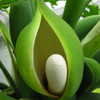 Thumbnail #2 of Philodendron bipinnatifidum by nomosno
