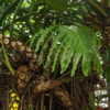 Thumbnail #3 of Philodendron bipinnatifidum by DaylilySLP