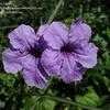 Thumbnail #1 of Ruellia tweediana by SILady