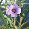 Thumbnail #2 of Ruellia tweediana by texasplantlady