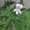 Thumbnail #2 of Pelargonium citrosum by Kauai17