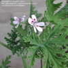Thumbnail #3 of Pelargonium citrosum by Kauai17