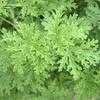 Thumbnail #4 of Pelargonium citrosum by daryl