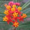 Thumbnail #2 of Asclepias curassavica by HL_Nursery777