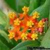 Thumbnail #4 of Asclepias curassavica by Floridian