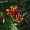 Thumbnail #5 of Asclepias curassavica by jftonk