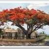 Thumbnail #3 of Delonix regia by Matojo