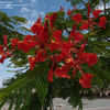 Thumbnail #2 of Delonix regia by LyndaDi