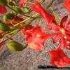 Thumbnail #5 of Delonix regia by Dinu