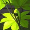 Thumbnail #1 of Ricinus communis by gardenwife