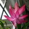 Thumbnail #3 of Schlumbergera x buckleyi by sandy130