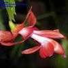 Thumbnail #4 of Schlumbergera x buckleyi by hankpage