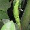 Thumbnail #3 of Zamioculcas zamiifolia by Chamma