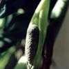 Thumbnail #1 of Zamioculcas zamiifolia by Mr_George_Kaplan
