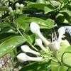 Thumbnail #5 of Stephanotis floribunda by OlgaN