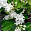 Thumbnail #2 of Stephanotis floribunda by KatG