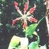 Thumbnail #2 of Gloriosa superba by lupinelover