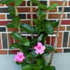 Thumbnail #2 of Mandevilla splendens by Starzz