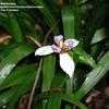 Thumbnail #4 of Neomarica gracilis by tbaybirdlady