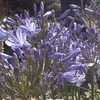 Thumbnail #3 of Agapanthus africanus by Zanymuse