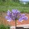 Thumbnail #1 of Agapanthus africanus by dave