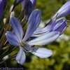 Thumbnail #5 of Agapanthus africanus by kmom246