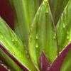 Thumbnail #3 of Tradescantia spathacea by geotekds