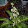 Thumbnail #1 of Dracaena fragrans by yvana