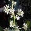 Thumbnail #2 of Dracaena fragrans by yvana