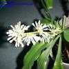 Thumbnail #3 of Dracaena fragrans by EUCHEEdotCOM