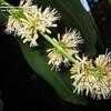 Thumbnail #4 of Dracaena fragrans by jayrac