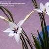 Thumbnail #3 of Gladiolus murielae by ladyrowan