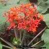 Thumbnail #1 of Jatropha podagrica by Dinu