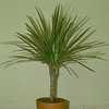 Thumbnail #1 of Dracaena marginata by tiredwabbit