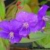 Thumbnail #2 of Tibouchina urvilleana by Floridian