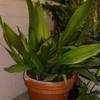 Thumbnail #1 of Aspidistra elatior by southrngal