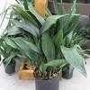 Thumbnail #5 of Aspidistra elatior by kniphofia