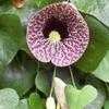 Thumbnail #1 of Aristolochia elegans by tiG