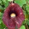 Thumbnail #2 of Aristolochia elegans by Floridian