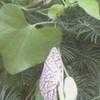 Thumbnail #4 of Aristolochia elegans by Dinu