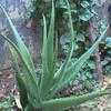 Thumbnail #1 of Aloe vera by Dinu