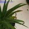 Thumbnail #4 of Aloe vera by stonomarina