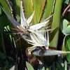 Thumbnail #1 of Strelitzia nicolai by Floridian