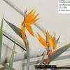 Thumbnail #5 of Strelitzia reginae by Evert