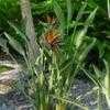 Thumbnail #3 of Strelitzia reginae by Floridian