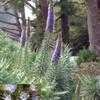 Thumbnail #3 of Echium candicans by Ulrich
